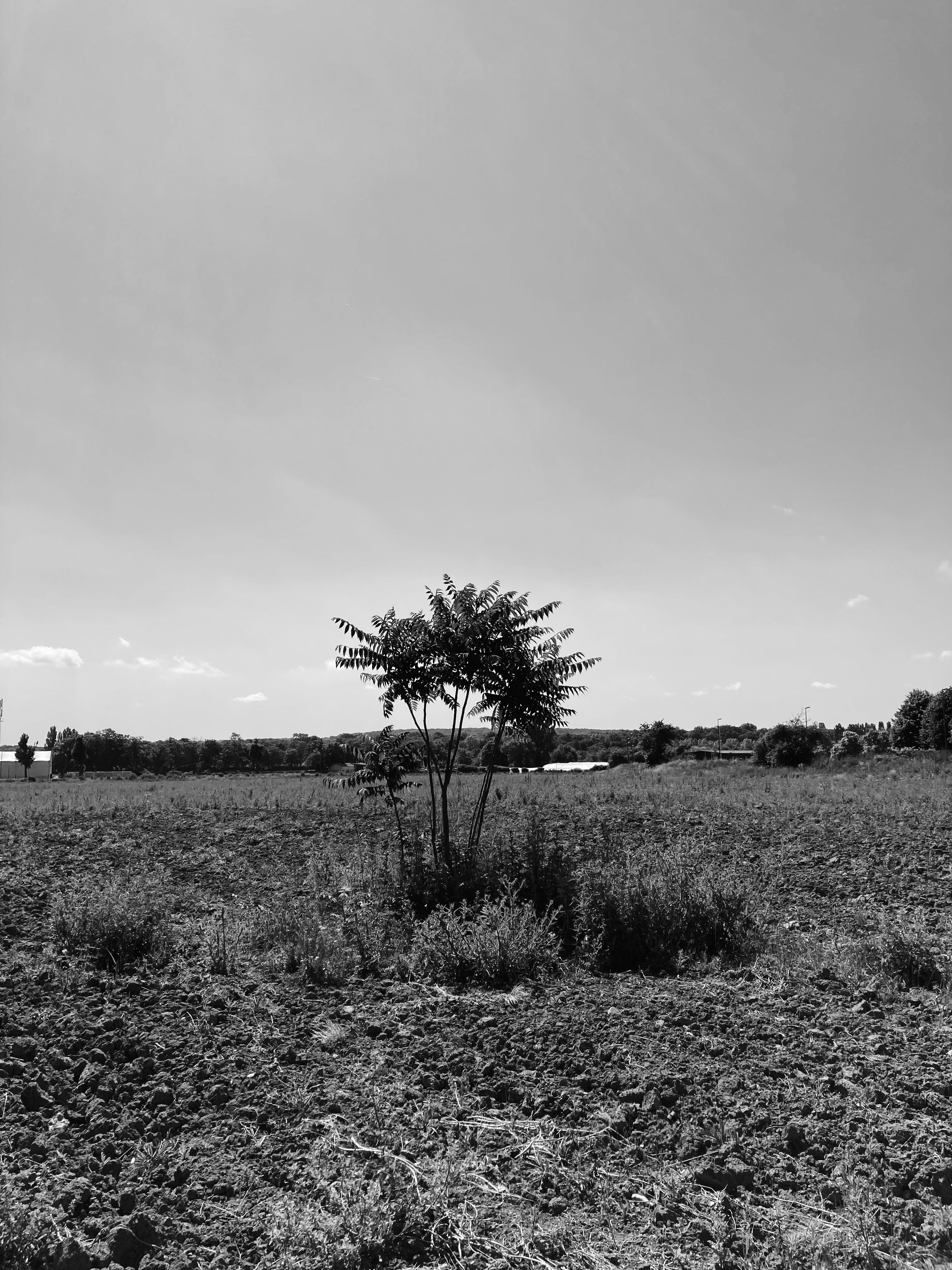 Une ailante au milieu de la plaine Montceleux. Il s'agit d'une plante classée « espèce exotique envahissante ». Photo : Clémence Seurat (2022).